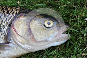 Close-ups on the head of a huge chub caught in a river. Fishing prey