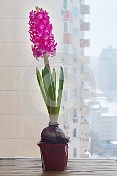 Close-ups highlighting one pink hyacinth flower in bloom pot window sill city building background