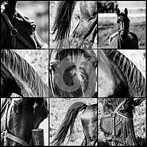 Close-ups of horses