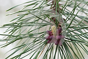 Close ups on the seeds and fruits of the table mountain pine Pinus pungens