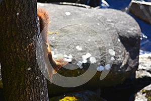 Background close-ups of squirrel posing