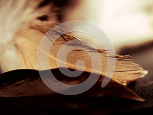 Close upstudio shot of feathers on black background