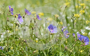 Beautiful Wood cranesbill, woodland geranium, Geranium sylvaticum in countryside northern India photo