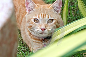 Close-upâ€‹ of cute cat sitting on green grasss staring at me.