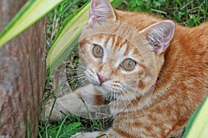 Close-upâ€‹ of cute cat sitting on green grasss staring at me.