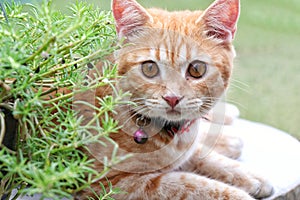 Close-upâ€‹ of cute cat sitting on marble table staring at me on blurred green background.