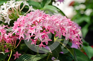 Close upâ€‹ of pink Pentas lanceolata flowers