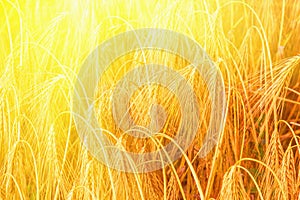 Close uup wheat field in sunlight. Industrie, agriculture concept. Horizontal image