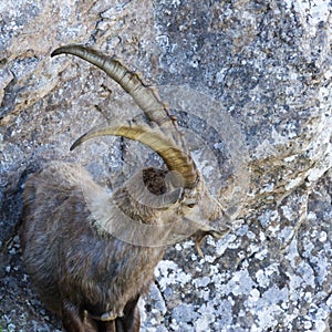 Close view adult alpine capra ibex capricorn standing in rocks