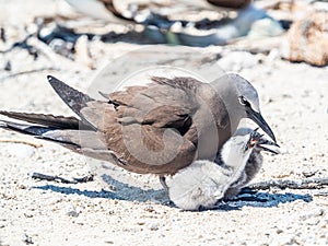 Brown Noddy Parent photo