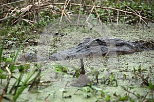 Alligator in the water at Lake Martin, Louisiana, USA. photo