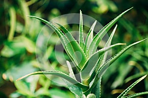 Close View Of Aloe Arborescens In Botanical Garden