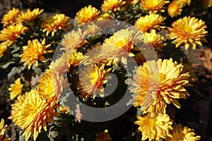 Close view of amber yellow flowers of Chrysanthemum in November