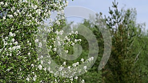 Close view of Amelanchier mespilus flowers on a green forest background