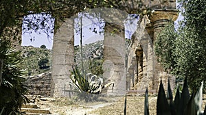 Close view of the ancient ruins of the greek temple of Segesta in Sicily