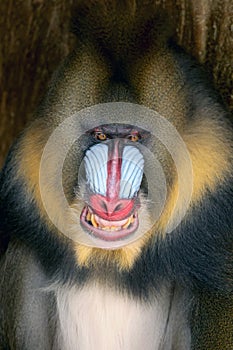 Close view of angry Mandrill monkey with sharp teeth with tree background