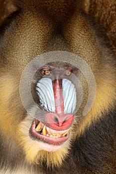 Close view of angry Mandrill monkey with sharp teeth with tree background