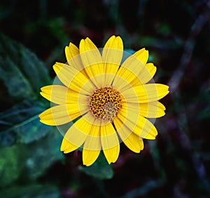 Close view of Arnica herb blossom photo