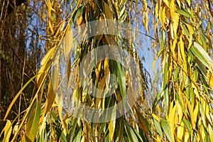 Close view of autumnal foliage of weeping willow