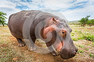 Close view of baby hippo roaming through the African wilderness