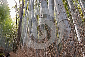 Close view of the bamboo forest in Kioto