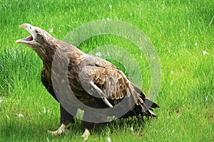 Luchar real águila sobre el césped verde 