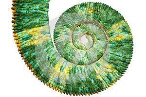 Close view of a beautiful green colorful chamaeleo calyptratus tail revealing the mathematic fibonacci spiral curve photo