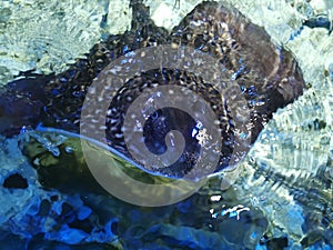 Close view of a beautiful Stingray swimming