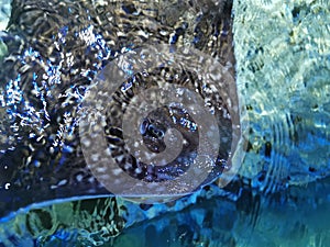 Close view of a beautiful Stingray swimming