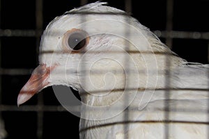 Close view of beautiful white feathered domestic pigeon with glowing eye and beak under a prison in a night in India.