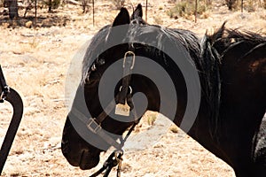 Close view of black Mustang horse
