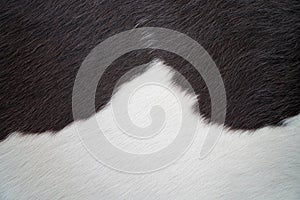 Close view of black and white cow fur texture