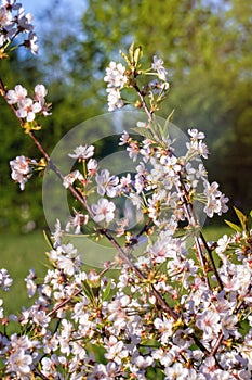 Close view of blooming cherrie tree twigs in spring