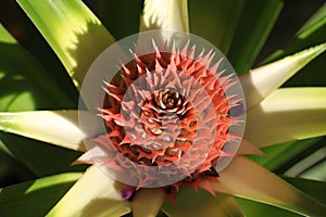 Pineapple flower
