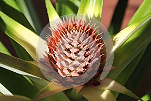 Pineapple flower