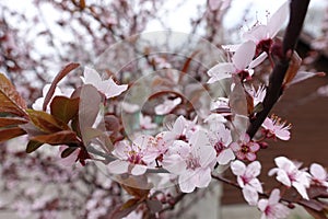Close view of blossoming branch of Prunus pissardii