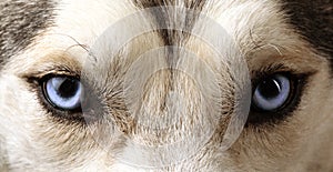 Close view of blue eyes of an Husky