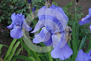 Close view of blue flowers of Iris germanica