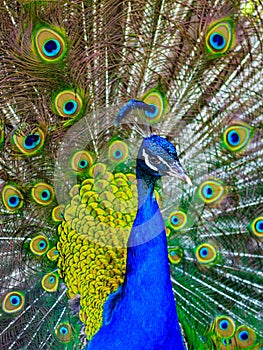 Close view of blue peacock