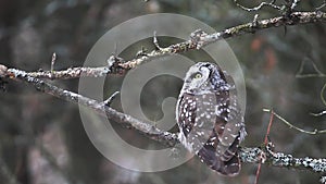 Close view of Boreal Owl, Aegolius funereus