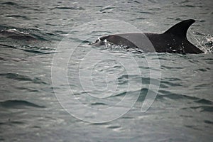 CLOSE VIEW OF BOTTLE NOSE DOLPHIN IN THE OCEAN