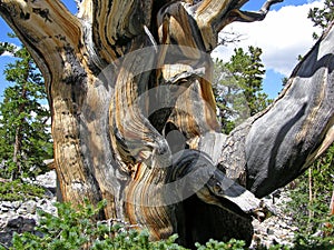 Close view of a Bristlecone Pine tree in the Great Basin National Park, NV