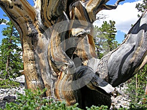 Close view of a Bristlecone Pine tree in the Great Basin National Park, NV photo