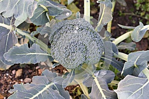 close view of broccoli flowers in vegetable garden