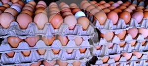 Close view of brown eggs in a carton in a natural setting Infront of a window with the natural sun shining on  the eggs