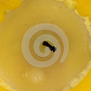 Close view of a burned citronella candle