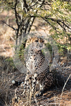 Close view of a cheetah resting and boring at cheetahs farm