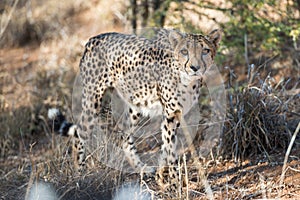 Close view of a cheetah in savanna woodlands of cheetahs farm