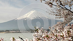 close view of cherry blossoms and mt fuji at lake kawaguchi in japan