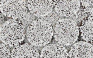 Close view of chocolate covered nonpareils